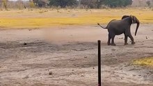 Epic Honey Badger vs Elephant Battle