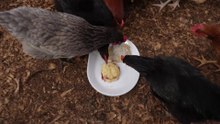 Chickens try biscuits; one with gravy, the other with jelly.
