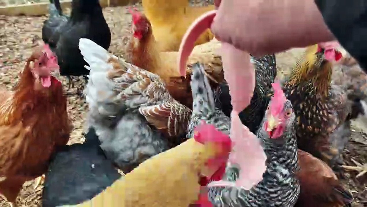 Chickens are full of baloney, literally.
