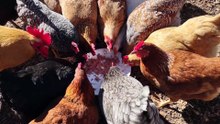 Chickens engage in high speed collective gluttony for pile of fish.