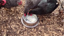 Let my two flocks try cottage cheese for their first time.