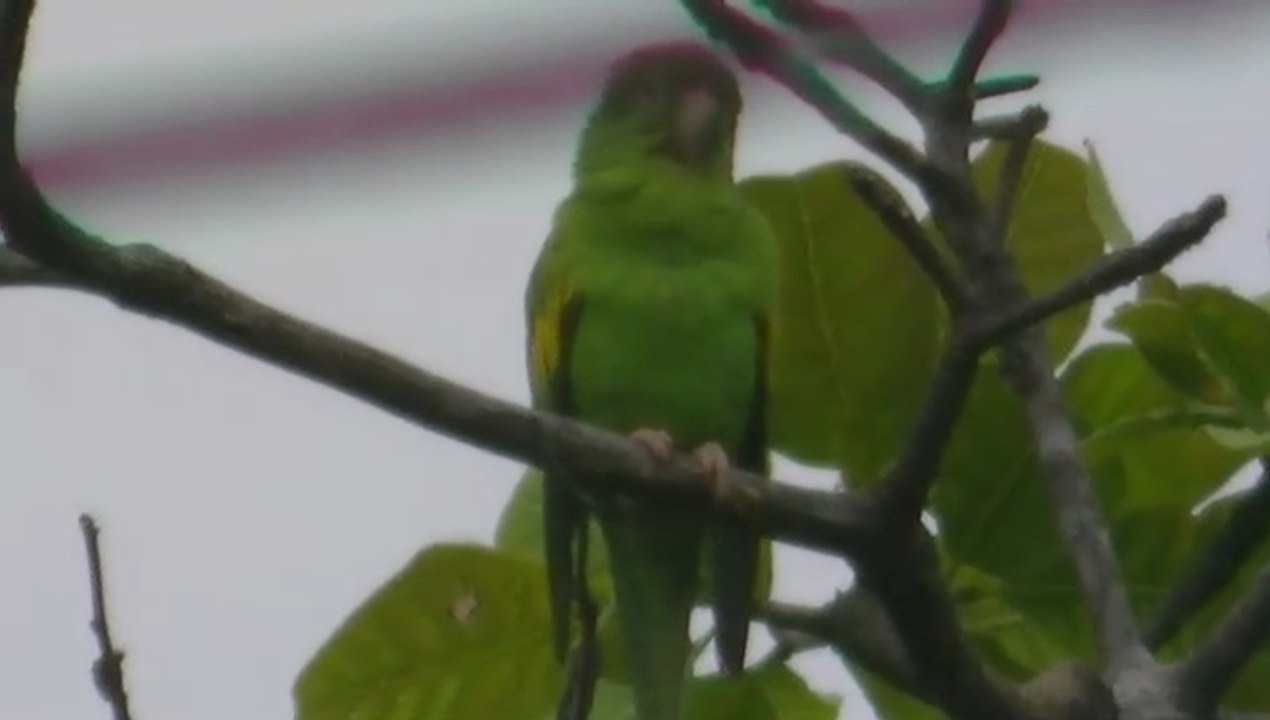 Periquitos