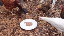Young chickens getting better and faster at recognizing and eating a good treat: tuna.