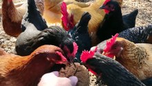 Chickens try a molasses cookie.