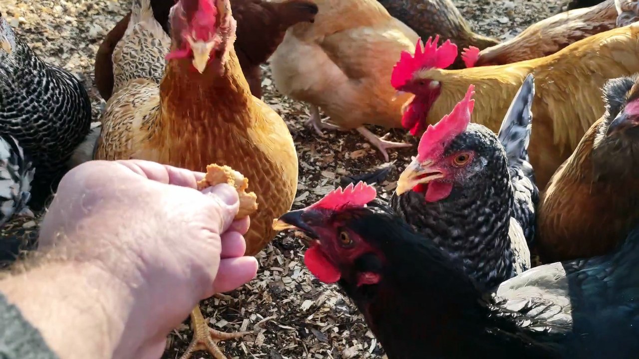 Gave chickens a personal favorite:  powdered peanut butter.