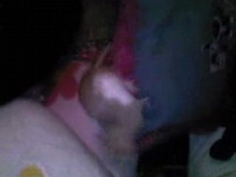 mon rat winni intro dans mes coussins