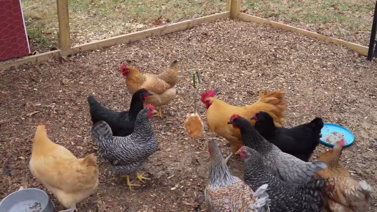 Hens feasting on Hostess honey bun.