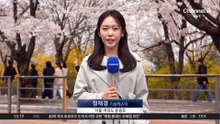[날씨]‘서울 20도’ 개나리·벚꽃 동시 만개…밤부터 강한 비