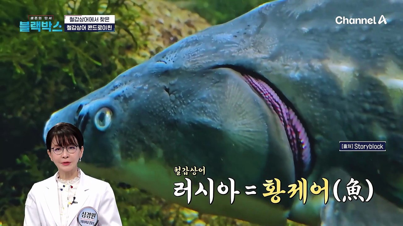 150년을 헤엄쳐도 튼튼한 철갑상어의 비밀? 나이 들수록 줄어드는 '이것'을 사수하라!