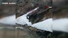 Kış uykusundan uyanan ayı bu halde görüntülendi!