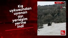 Kış uykusundan uyanan ayı yerleşim yerine indi