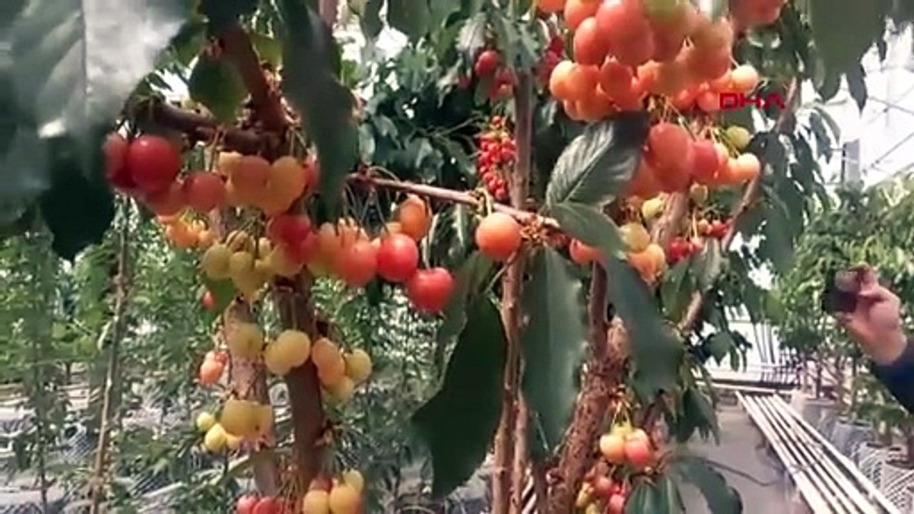 Dünyanın ilk jeotermal meyveleri Türkiye'de yetiştirildi... İlk hasat yapıldı