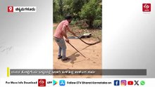 ಸೆರೆ ಹಿಡಿದ ಜಾಗದಲ್ಲೇ ಮತ್ತೊಂದು ದೈತ್ಯ ಕಾಳಿಂಗ ಸರ್ಪ ಪತ್ತೆ! ವಿಡಿಯೋ