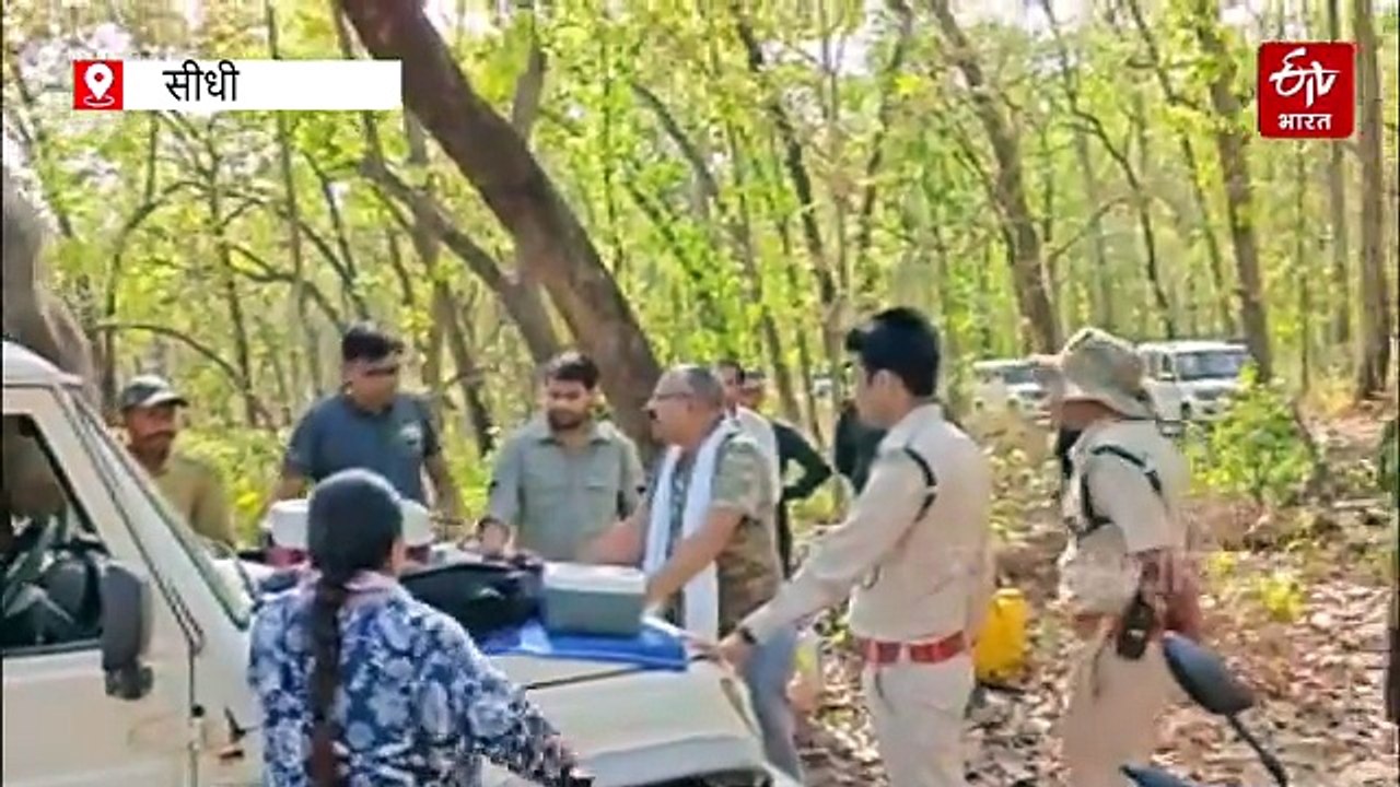 संजय टाइगर रिजर्व की बहादुर बाघिन T54, अनाथ हुई...