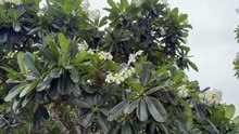 Plumeria
