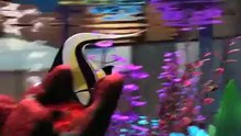 Finding Nemo