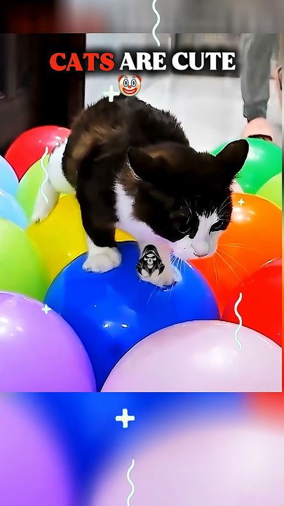 CATS ARE CUTE 🤡#brainrot#usa#shorts#catmemes