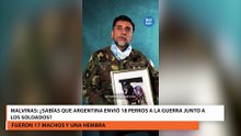 Sabías que argentina envió 18 perros a la guerra junto a los soldados