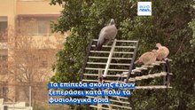Κόκκινος συναγερμός στην Κύπρο για την αφρικανική σκόνη - Συστάσεις στους πολίτες