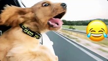 Best Funny Animal Jokes #3 #Animals
