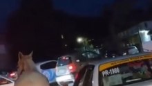 (VIDEO) Taxista de Poza Rica,llevaba jalando un caballo en plena avenida