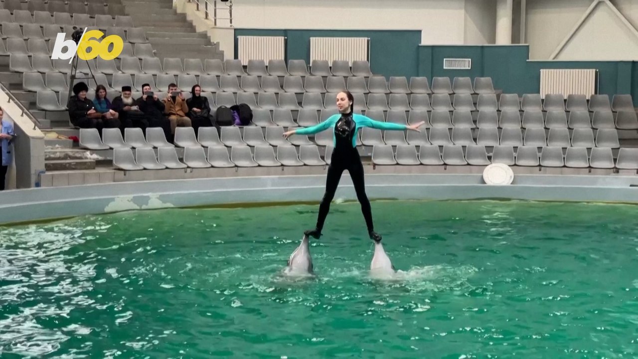 Dolphins and Sea Lions from Kharkiv Find Refuge in Constanta, Romania