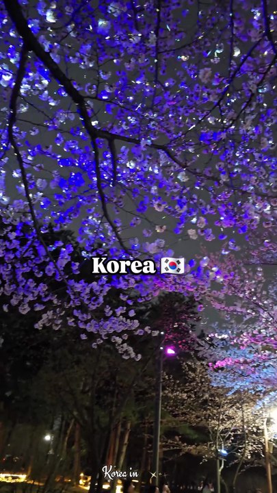 Firefly vibes under the cherry trees. 🌸💡🇰🇷