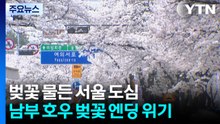 [날씨] 서울도 벚꽃 절정...밤사이 남부 호우 '벚꽃 엔딩' 위기? / YTN
