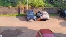 O cachorro atentado