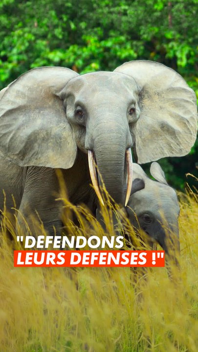 Savez-vous pourquoi les éléphants sont utiles pour la planète ? 🐘🌎