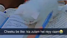 Study time__🐾🤣💓 _viral _fyp _trending _tiktok _catsoftiktok(MP4)
