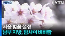 [날씨] 서울도 벚꽃 절정...밤사이 남부 호우 '벚꽃 엔딩' 위기? / YTN