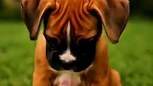 😂🐶 Quand tu aimes les chiens mais t’as rien compris… #Boxer