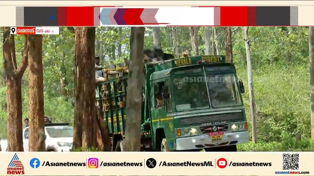 മുട്ടിക്കൊമ്പനെ മുത്തങ്ങ ആനപ്പന്തിയിലേക്ക് മാറ്റും | Wayanad | Muttikkomban | Wild Elephant attack