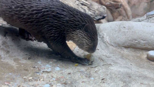 Il video delle lontre dell'Acquario di Cattolica che festeggiano Pasqua con la caccia alle uova: «Le addestriamo per tenerle attive»