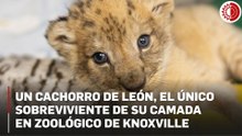 Esperanza para los leones: nacimiento en Knoxville fortalece diversidad genética