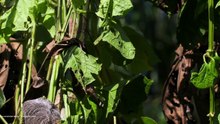 Τα Μυστικά των Μαγεμένων Δασών - Τροπικά Δάση