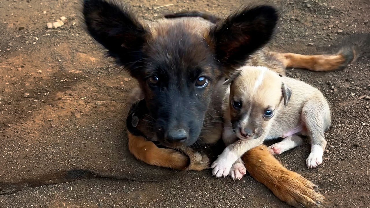 Tiny Puppy Refused To Leave His Paralyzed Sister