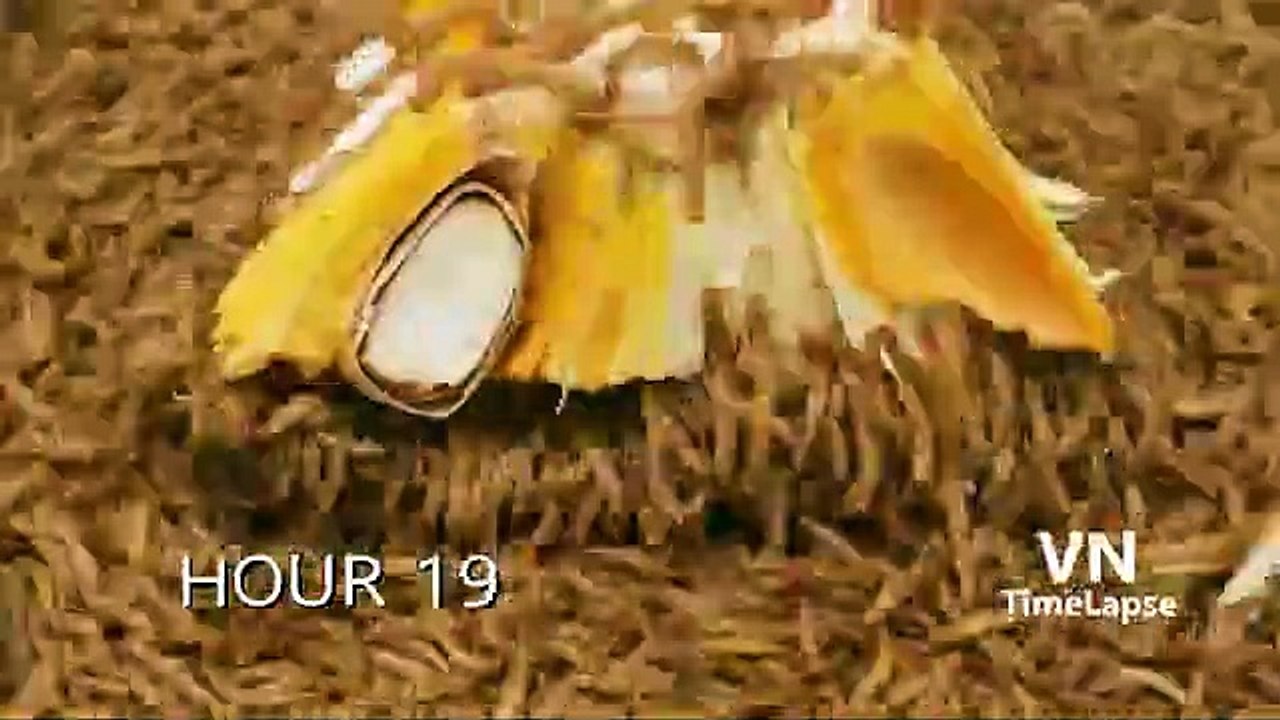 10000 Worms Vs JACK FRUIT PEAR(360p)