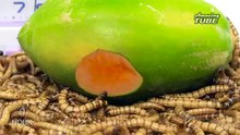 Mealworms VS Fruits Time Lapse(360p)