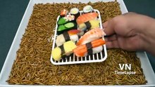 10000 Worms Vs Sushi Donut(360p)
