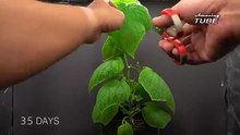 GrowingCucumber Time Lapse Seed To Fruit In 55 Days(360p)
