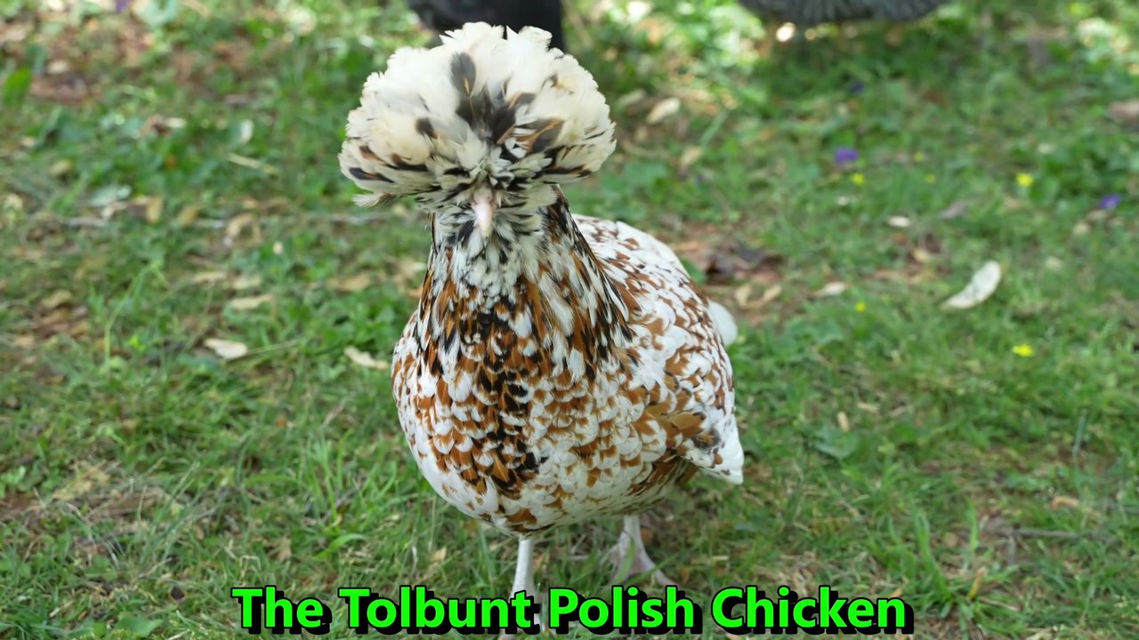 Have you seen a Tolbunt Polish chicken?  I have two and they are very chill.