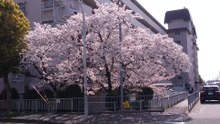 満開の桜
