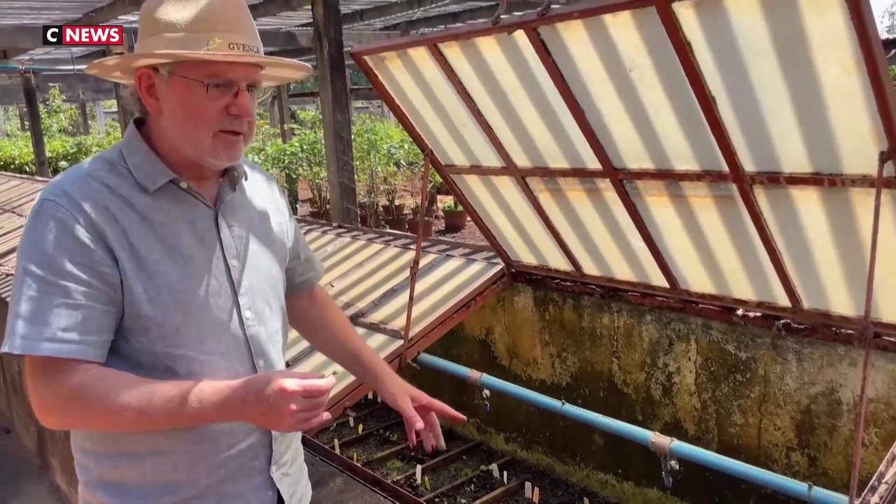 Brésil : le café menacé par le réchauffement climatique