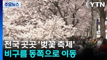 [날씨] 낭만 가득 '불광천 벚꽃', 상춘객 북적...내일 밤부터 또 비 / YTN