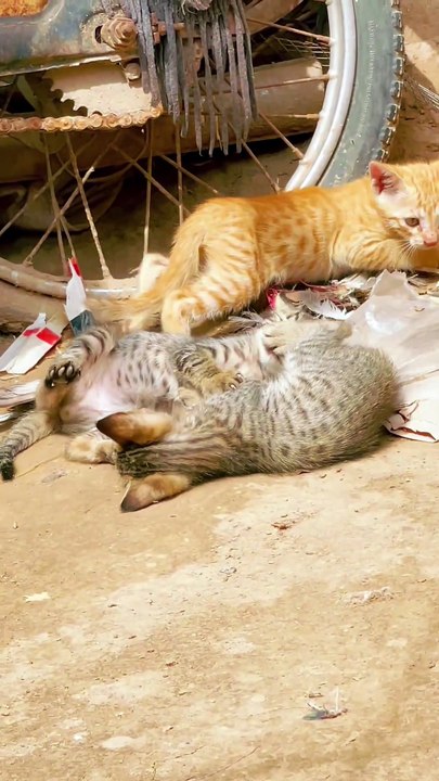 Kittens 🐈‍⬛ fighting and Fun