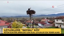 Leyleklere ‘Saygılı' köy: Bütün elektrik direkleri yuva oldu, leylekler için tedbir alındı