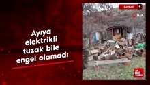 Bayburt'ta ayıya elektrikli tuzak bile engel olamadı