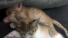 These Two Kittens Fell Asleep Together 🥺❤️